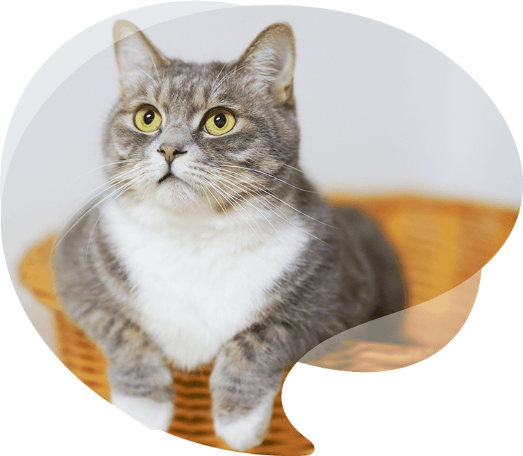Sincero Pet Products Co., Ltd.